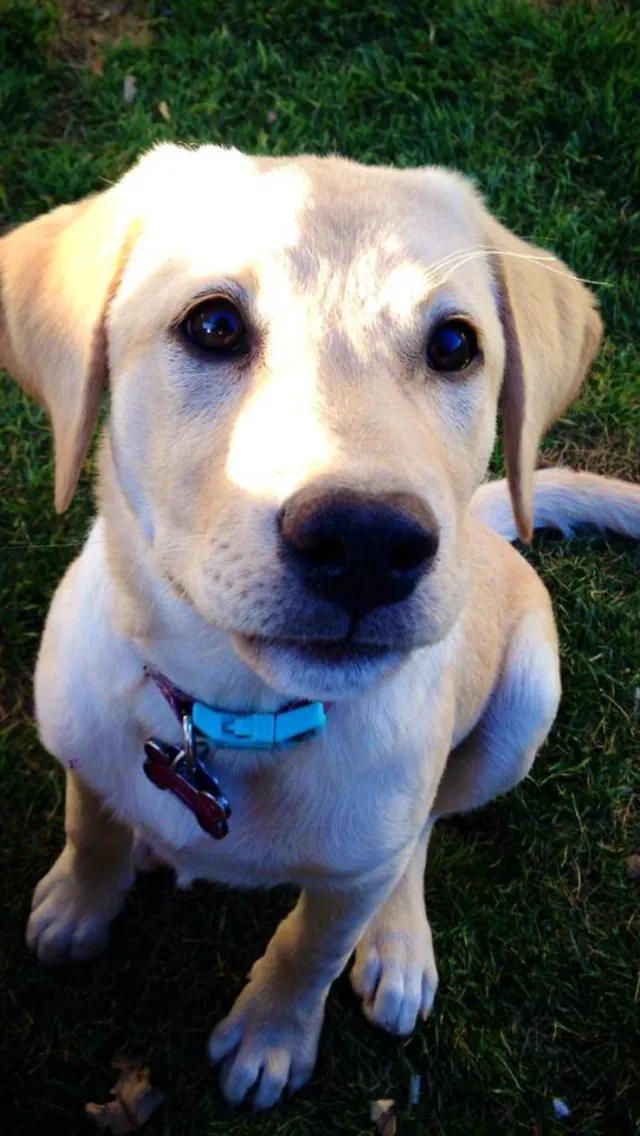 Gracie, one of the dogs cared for by Manhattan Pet Service