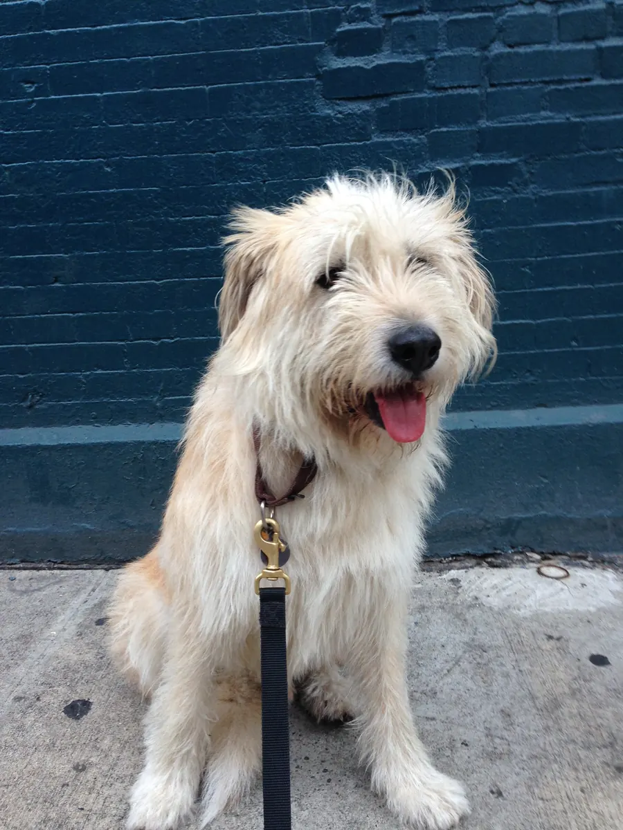 A happy dog on a leash, ready for a walk in Manhattan