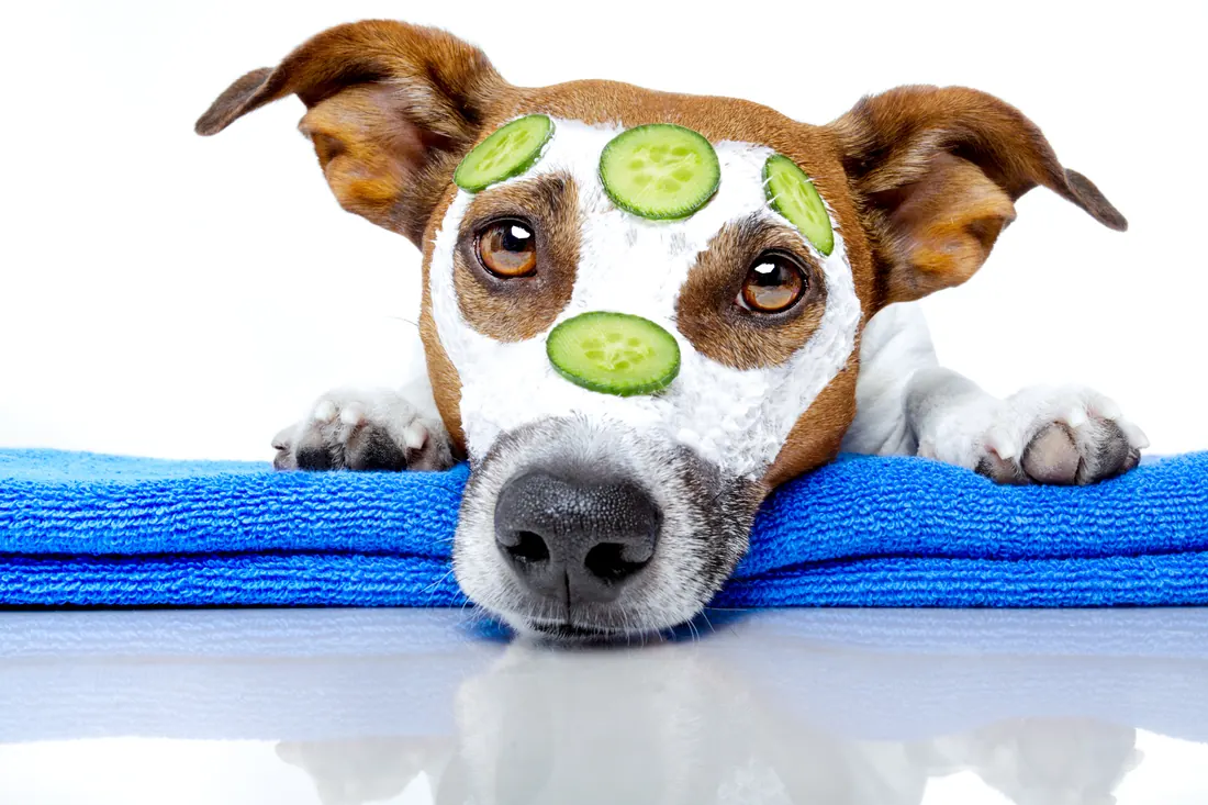 A relaxed, well-cared-for dog